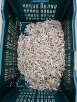 নদীর কাচকি মাছ - Image 2