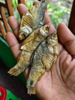 পুটির চ্যাপা- প্রিমিয়াম - Image 2