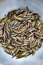 গুতুম মাছ - Image 2