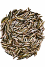 গুতুম মাছ