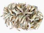 ডিমা চিংড়ি - Image 2