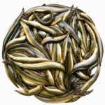 তারাবাইম বড় সাইজ - Image 2