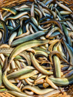তারাবাইম মিক্সড সাইজ - Image 2