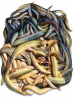 তারাবাইম মিক্সড সাইজ