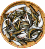 পাঁচমিশালি মাছ