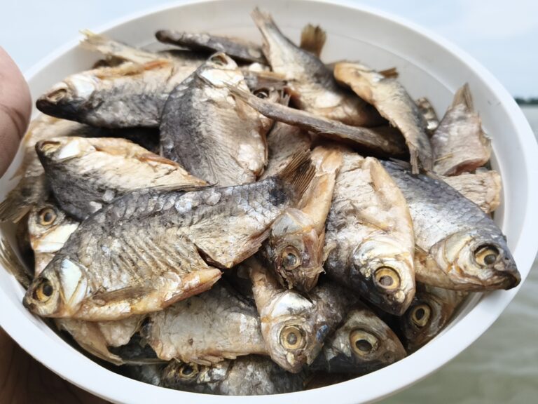 পুটির চ্যাপা বড়