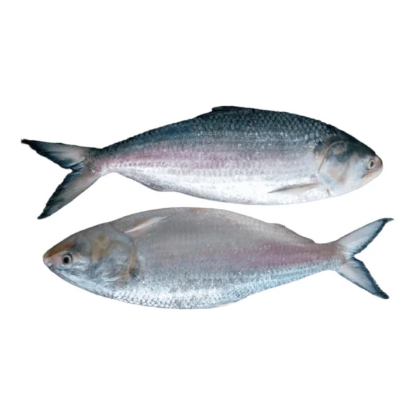 পদ্মার ইলিশ ৭০০–৮০০ গ্রাম সাইজ