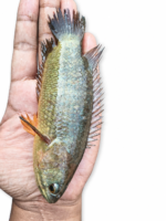 দেশি কই - Image 2